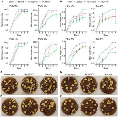 Exopolysaccharide is required by Paraburkholderia phytofirmans PsJN to confer drought-stress tolerance in pea